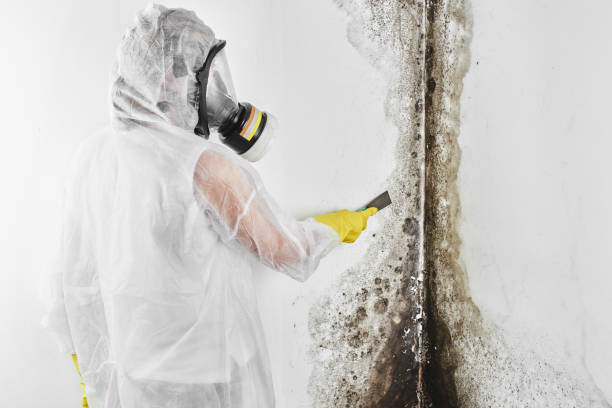 Professional Mold Removal in Portola Valley, CA
