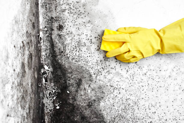 Best Home Mold Removal  in Portola Valley, CA