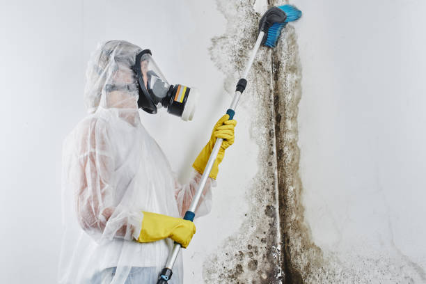 Best Mold Remediation Services  in Portola Valley, CA
