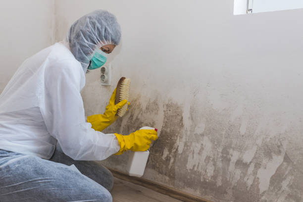 Best Certified Mold Removal  in Portola Valley, CA