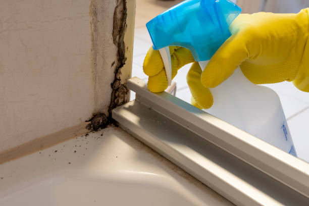 Best Commercial Mold Removal  in Portola Valley, CA
