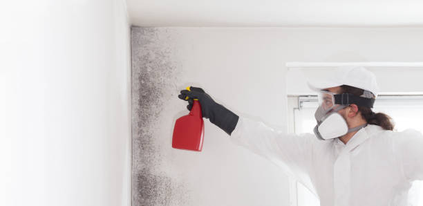 Best Mold Cleaning Services  in Portola Valley, CA