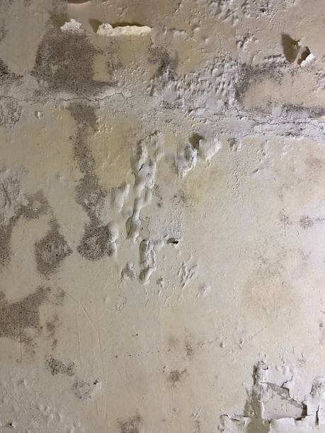Best Mold Removal Company Near Me  in Portola Valley, CA