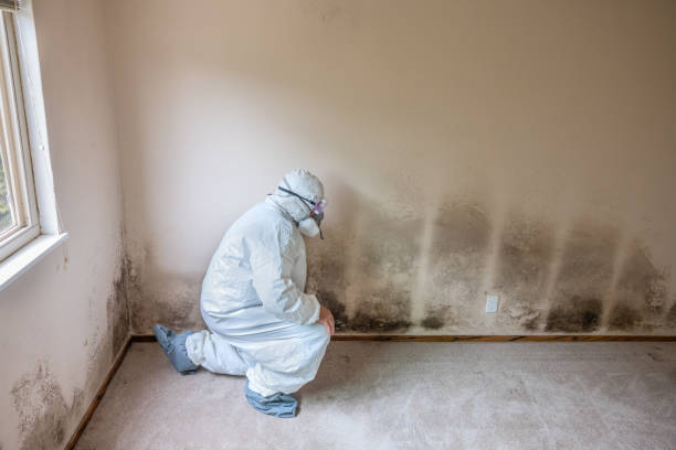 Best Crawl Space Mold Removal  in Portola Valley, CA